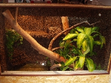 My WD terrarium