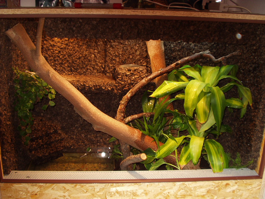 My WD terrarium