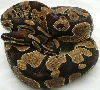 100% het pied male