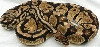 adult pastel male