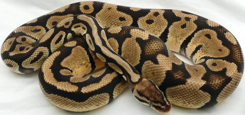 adult pastel male