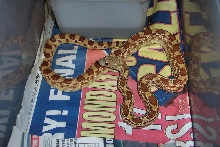 04 "hypo" affinis