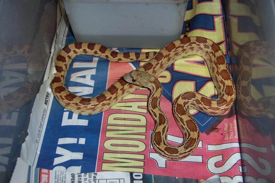 04 "hypo" affinis