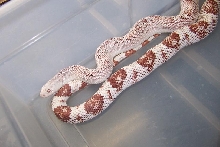 Amel Southern female