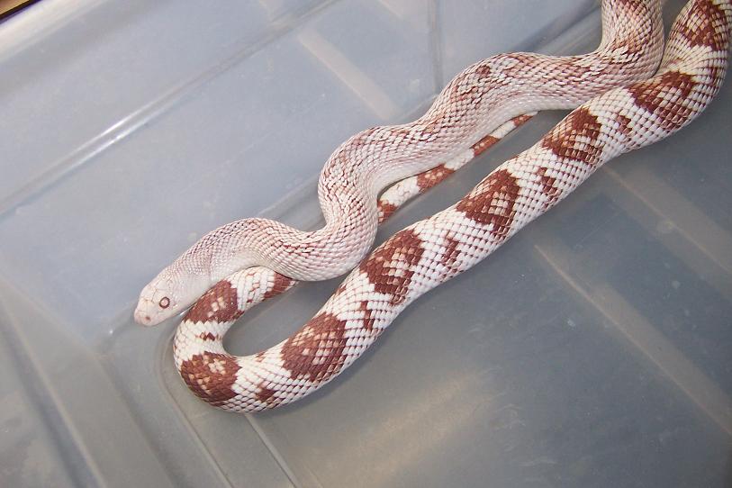 Amel Southern female