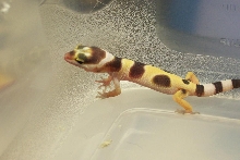 FirstHatchLeo