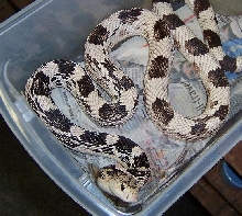 holdback Northern
