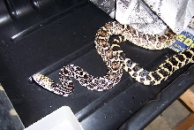 Dark female bull