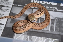 Speckled/Patternless Southern