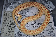 female amel Sonoran