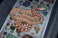 male amel Sonoran