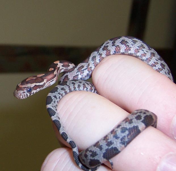 Blood/Okeetee hatchling in hand
