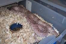 Big Patternless Southern