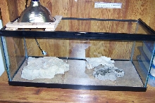 Female Leopard cage