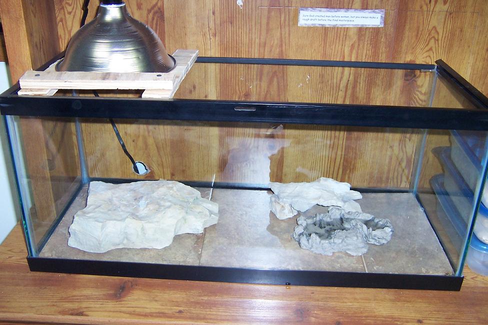 Female Leopard cage