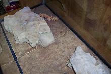 Female TangBellLeo1