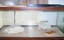 Male Leopard cage