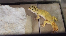 MaleHCTLeo1