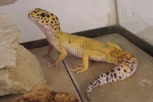 MaleHCTLeo2