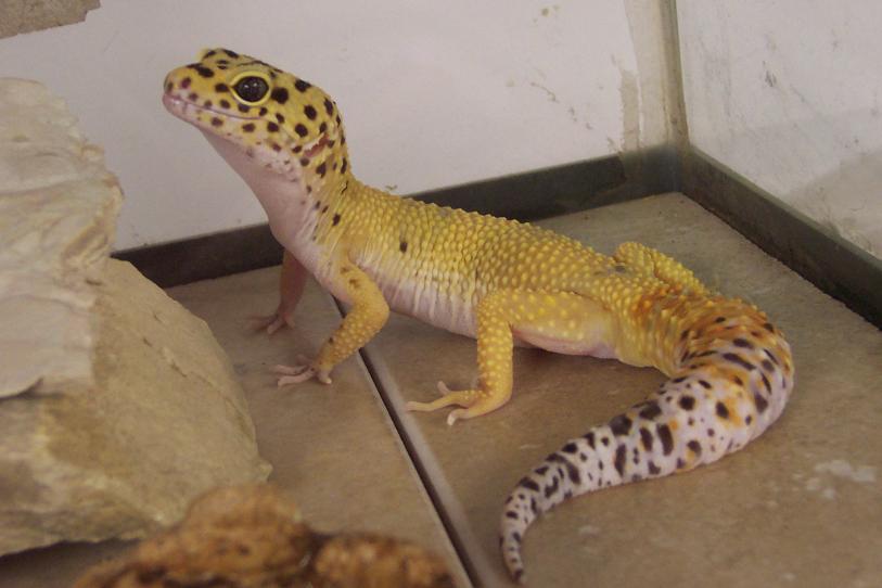 MaleHCTLeo2