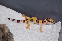 LeohatchNew