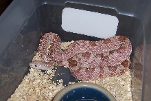 hypo Southern
