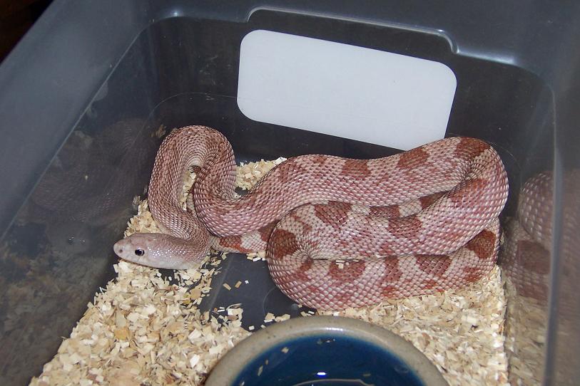 hypo Southern