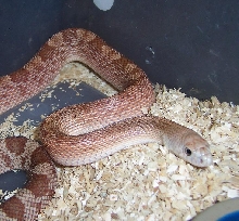 hypo Southern 2
