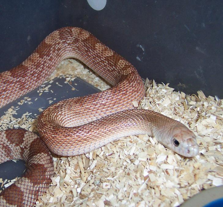 hypo Southern 2
