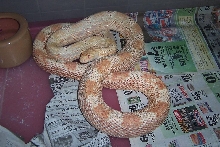 male Amel Northern