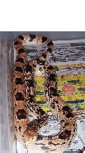 Male Red Northern
