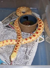 amel Sonoran female