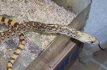 Aberrant Sonoran