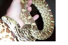 Canadian Male