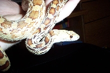 2 y.o. het Sonoran