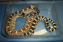 Female Alberta Bull