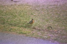 1st robin