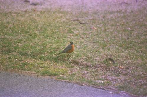 1st robin