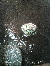 Horned Frog