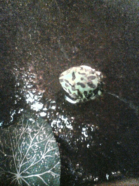 Horned Frog