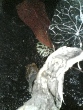 buried frog