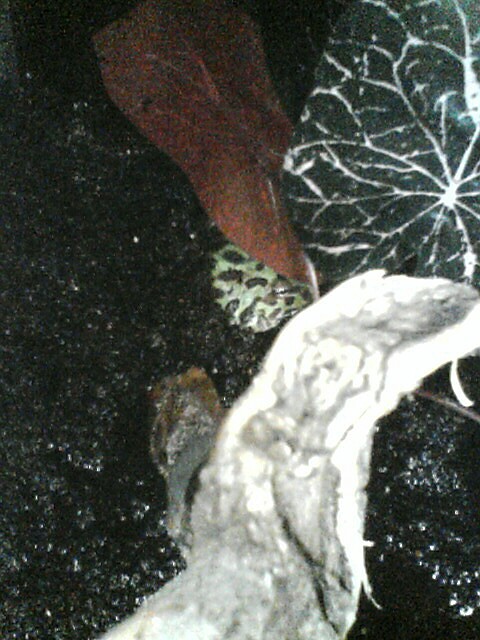 buried frog