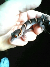 Chinese Leopard Gecko 1