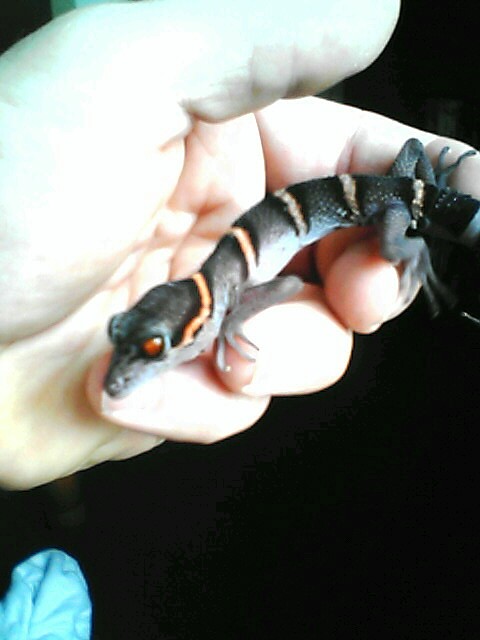 Chinese Leopard Gecko 1