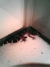 Chinese Leopard Gecko 2