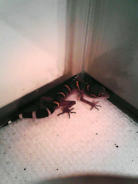 Chinese Leopard Gecko 2