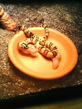 Lunch time 1