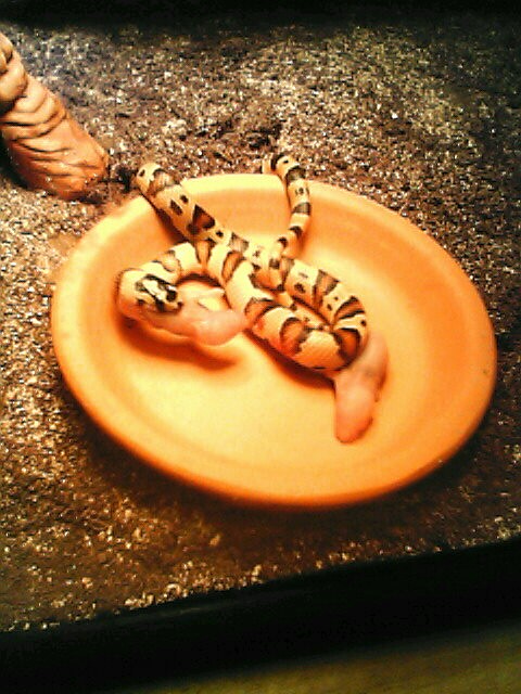 Lunch time 1