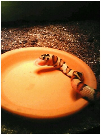 lunch time 4