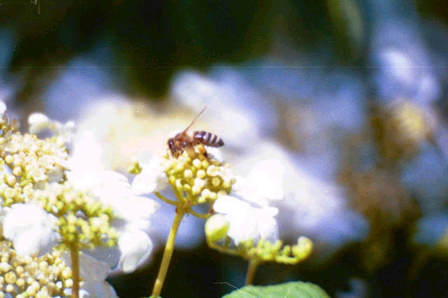 BEE